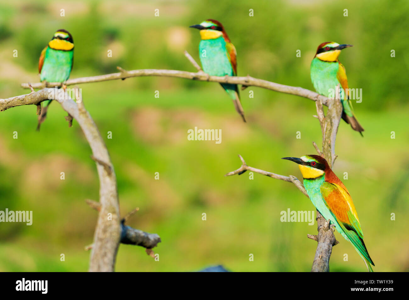 Herde von bunten Paradiesvögel auf trockenen Ästen thront Stockfoto