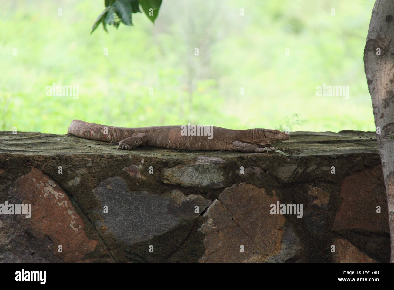 Eidechse, die auf einer Mauer ruht, Indien Stockfoto