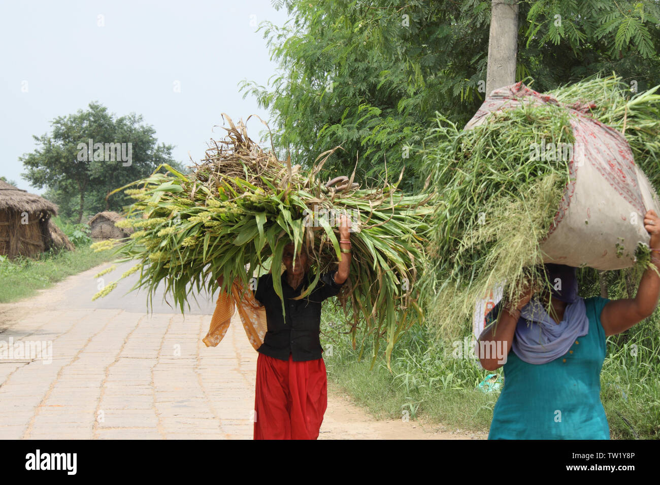 Zwei Frauen, die Futter auf dem Kopf tragen, Haryana, Indien Stockfoto