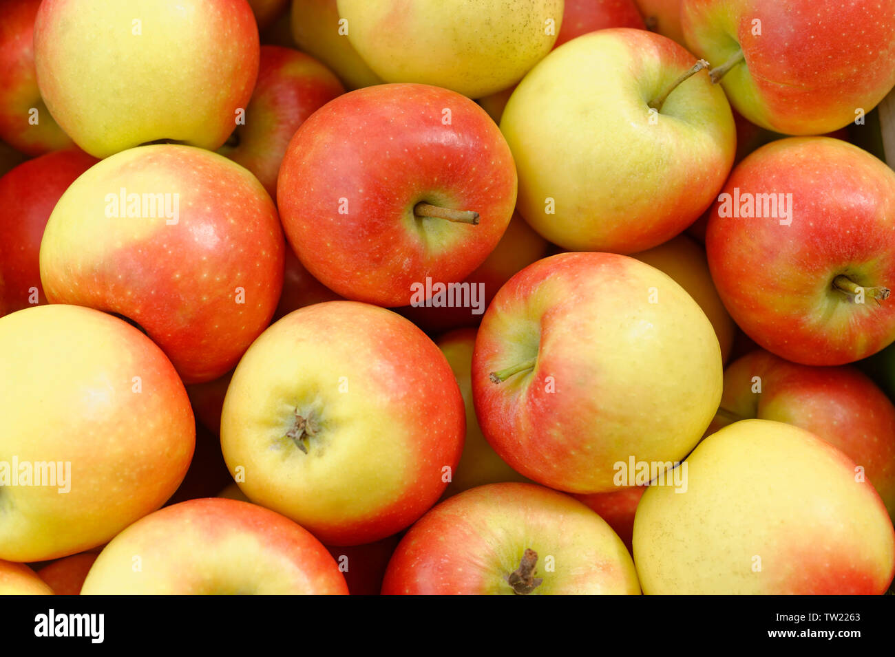 Kanzi süße Äpfel Stockfoto