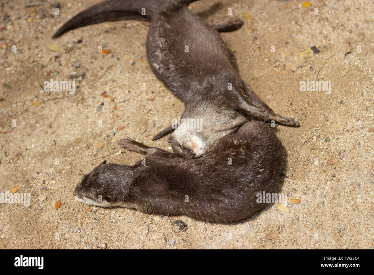 Otter säugetier Tier im Freien im Zoo Natur wildlife Konzept Stockfoto
