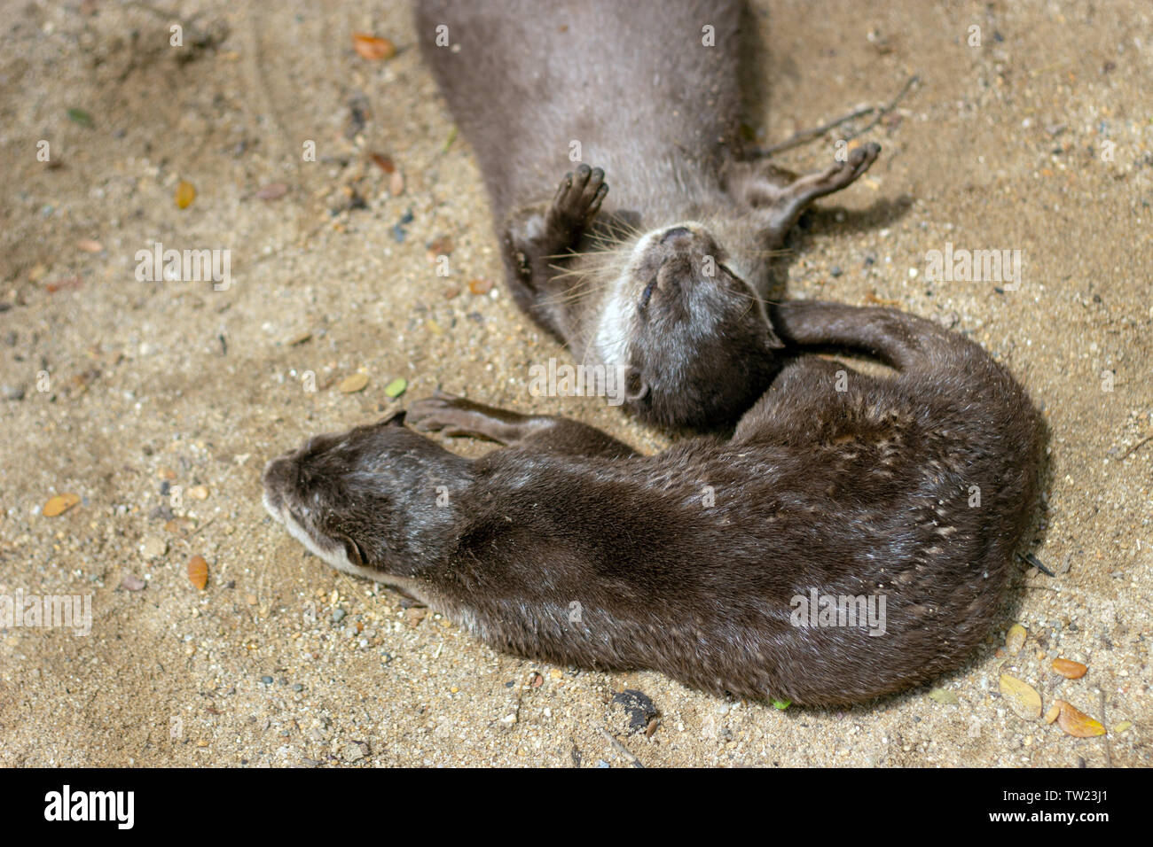 Otter säugetier Tier im Freien im Zoo Natur wildlife Konzept Stockfoto
