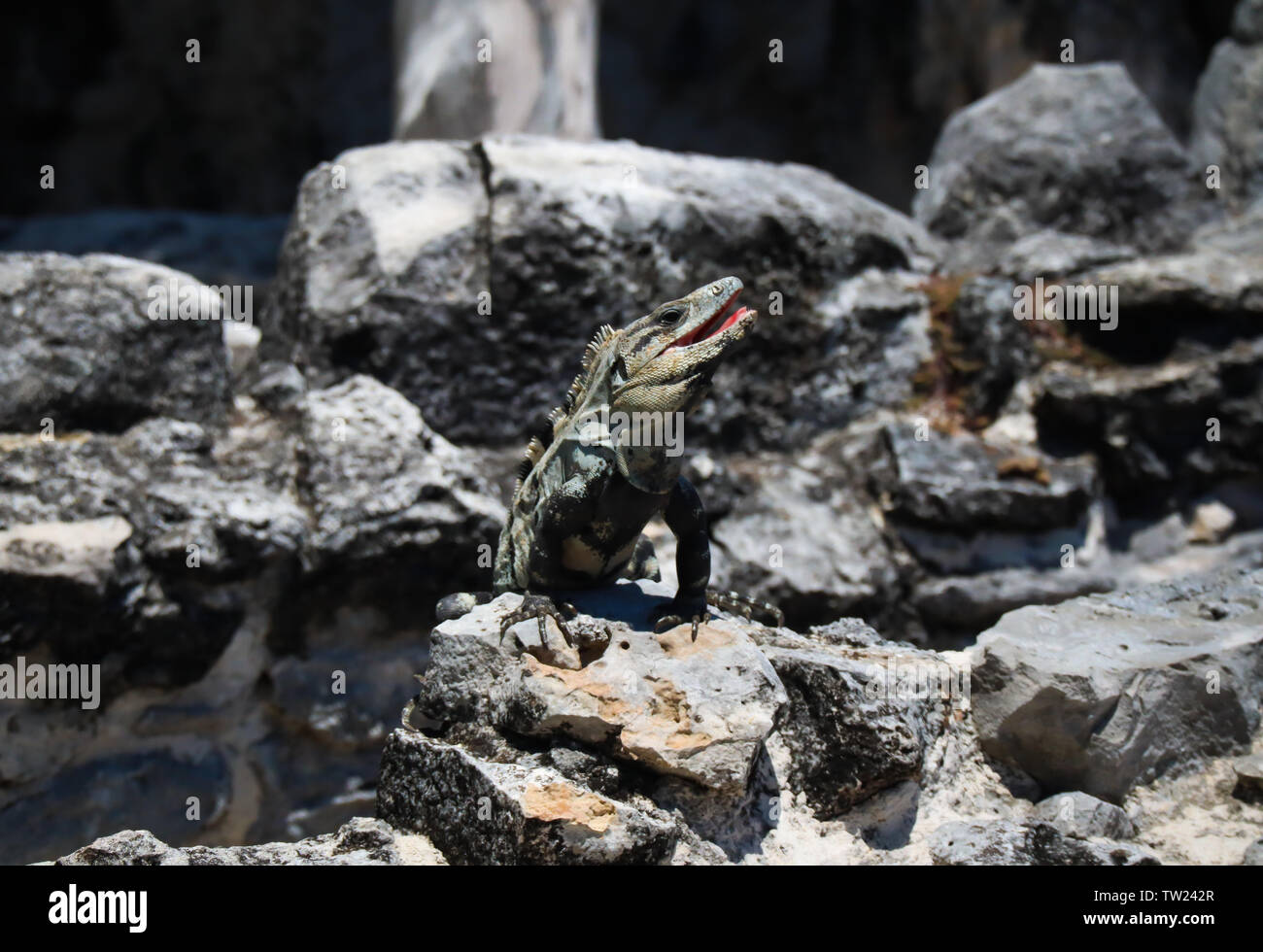 Eine Echse thront oben auf einige der alten Ruinen der Maya. Dieses Foto wurde in die weniger bekannten Maya Ruinen von El Rey, Cancun. Stockfoto