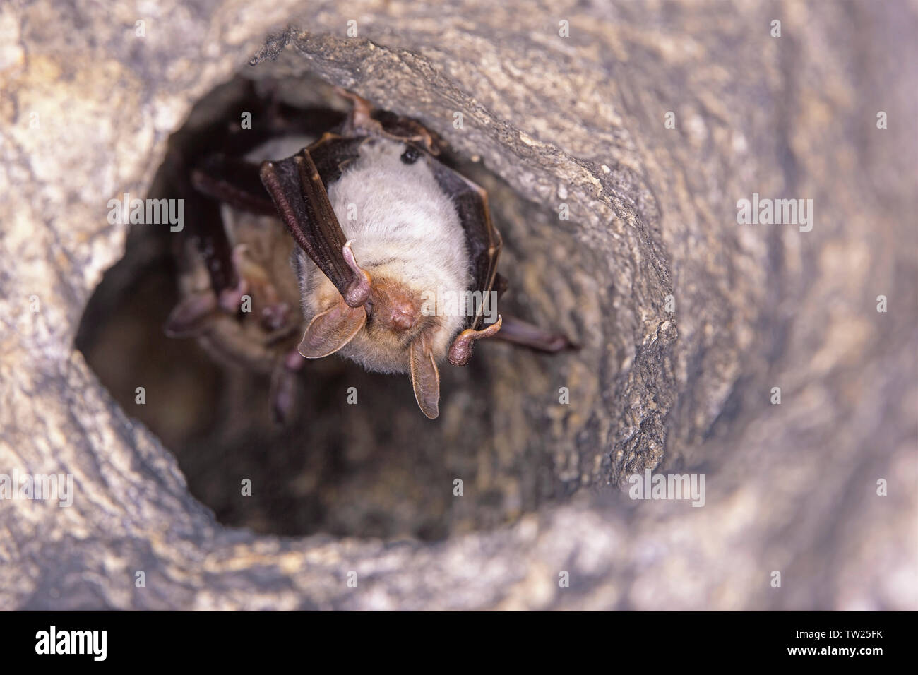 Schließen Sie zwei seltsame Tiere mehr mouse-eared Myotis myotis Fledermäuse kopfüber in das Loch der Höhle und Hibernating hängen. Wildlife Fotografie. Stockfoto