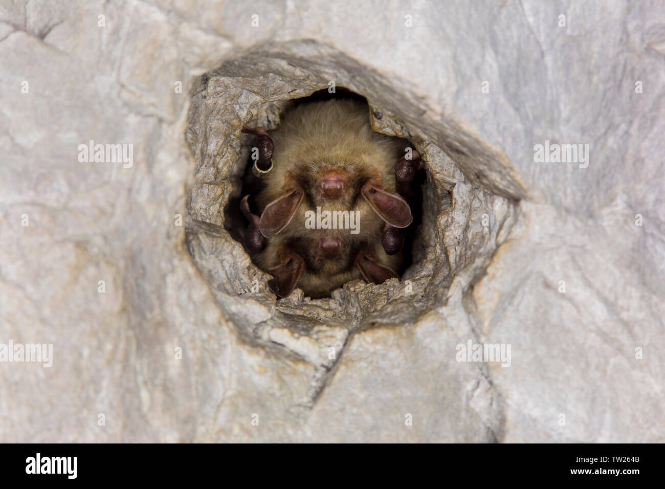 Schließen Sie zwei seltsame Tiere mehr mouse-eared Myotis myotis Fledermäuse kopfüber in das Loch der Höhle und Hibernating hängen. Einer von ihnen ist Beringt Stockfoto