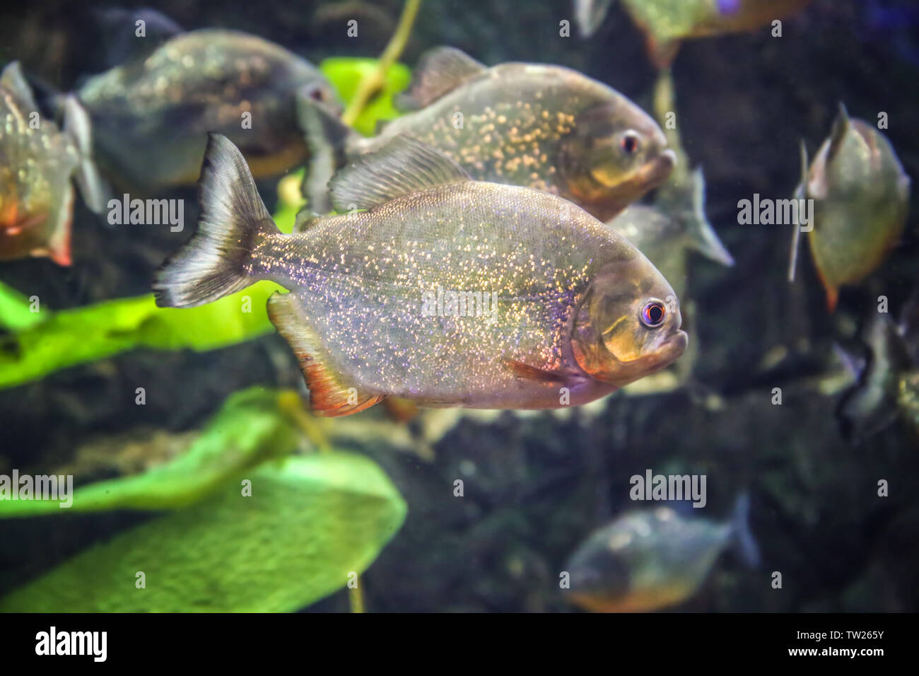 Exotische piranha Fische im Aquarium Stockfoto
