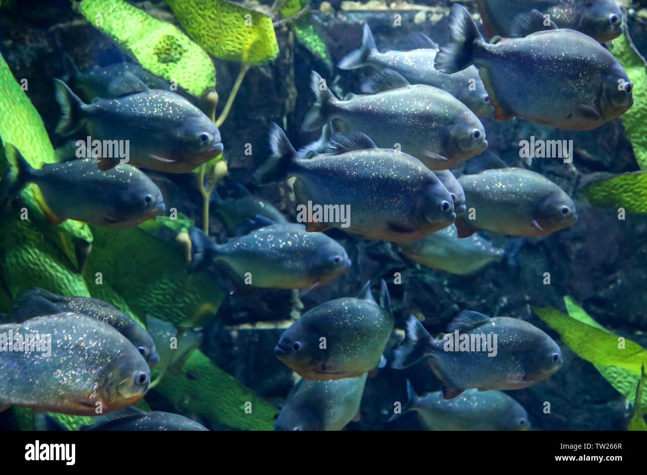 Exotische piranha Fische im Aquarium Stockfoto