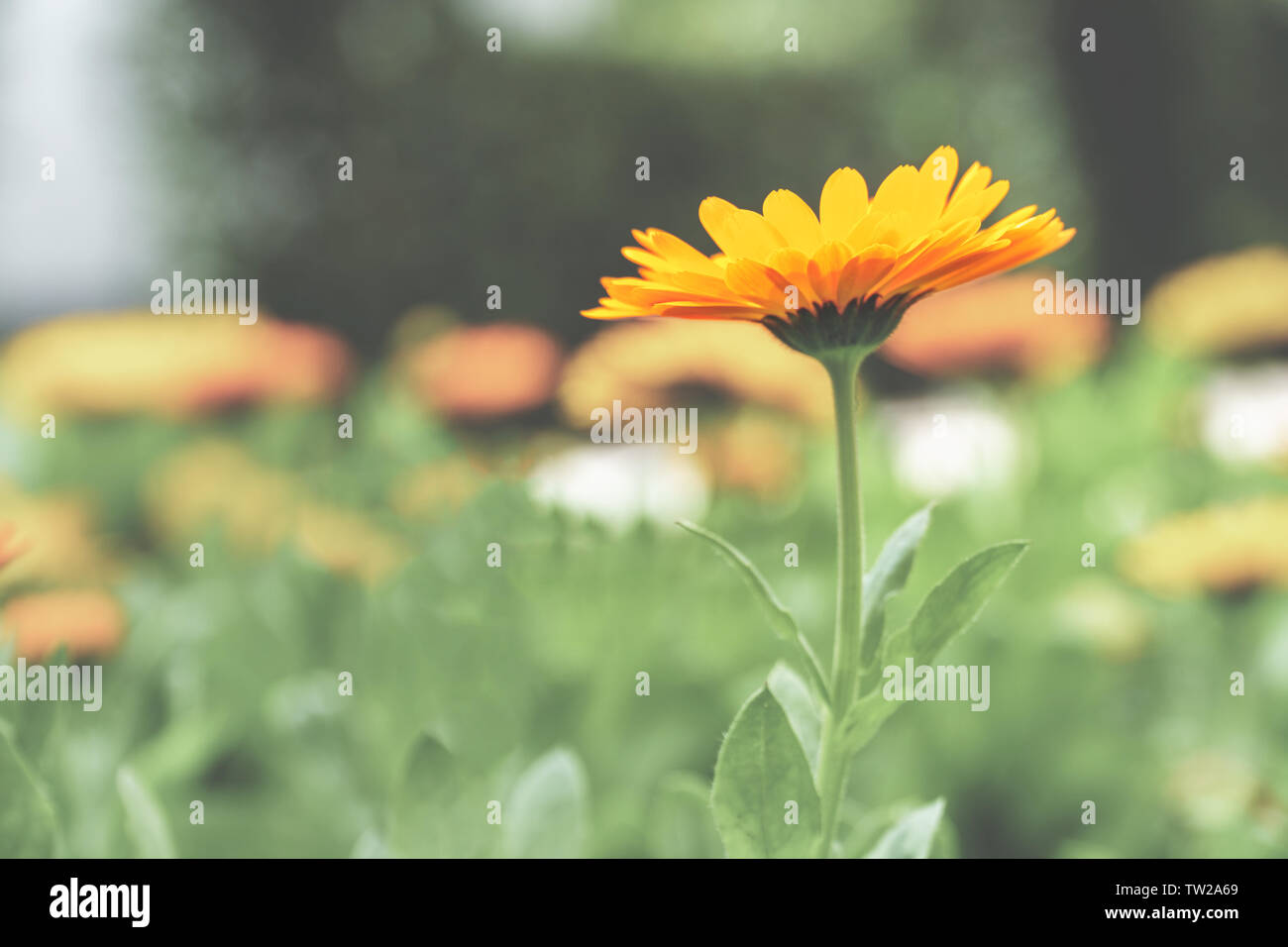 Eine einzelne Blume mit leuchtendem orange Blütenblätter steht aus einem verblichenen Hintergrund anderer Augenhöhe Seitenansicht, Nahaufnahme, selektiver Fokus, Landschaft Stockfoto