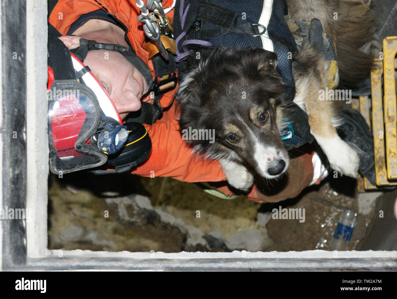 Urban Search und Rescue Dog Stockfoto