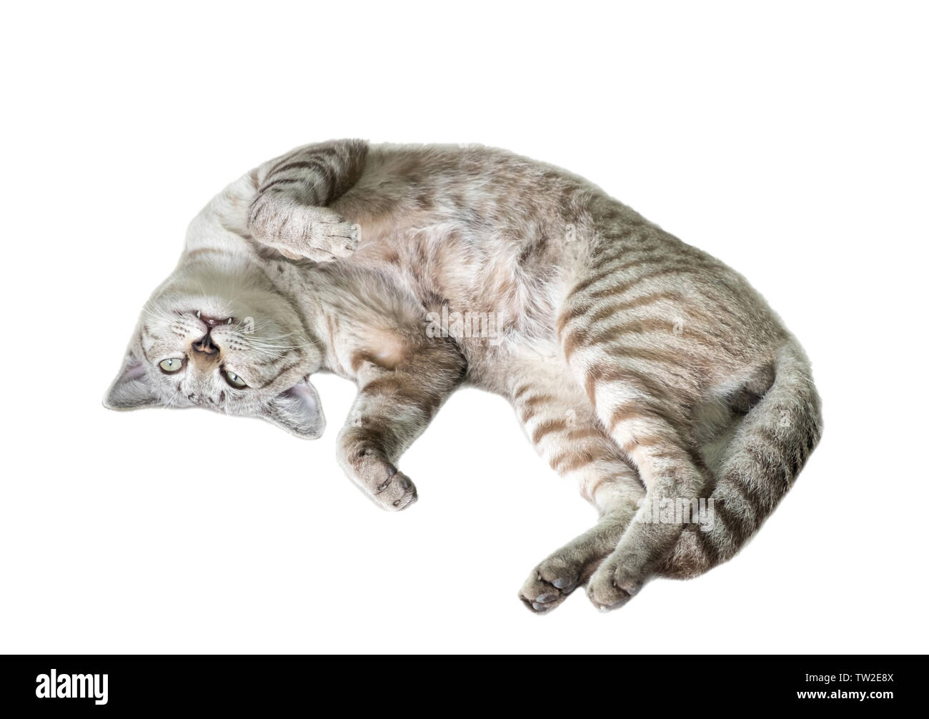 Flauschige weiße Katze zusammengerollt Schlafen, auf Hintergrund isoliert Stockfoto