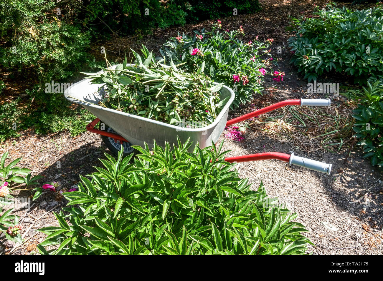 Verdorrten Stielen und Blumen fanden sich in einem Garten Schubkarre, Gartenpflege Stockfoto