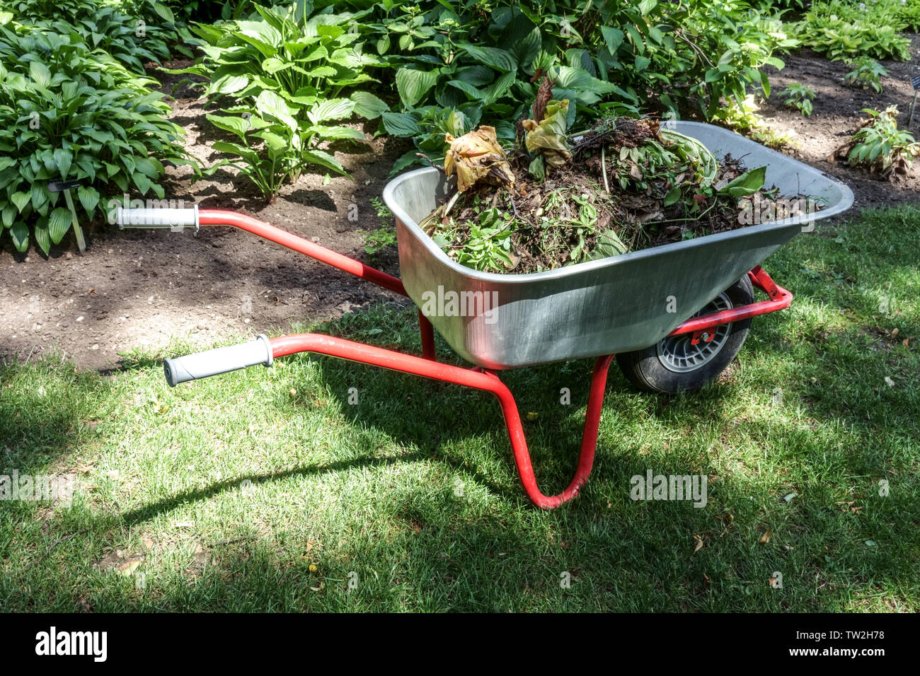 Gartenpflege, Unkraut in einer Schubkarre Stockfoto