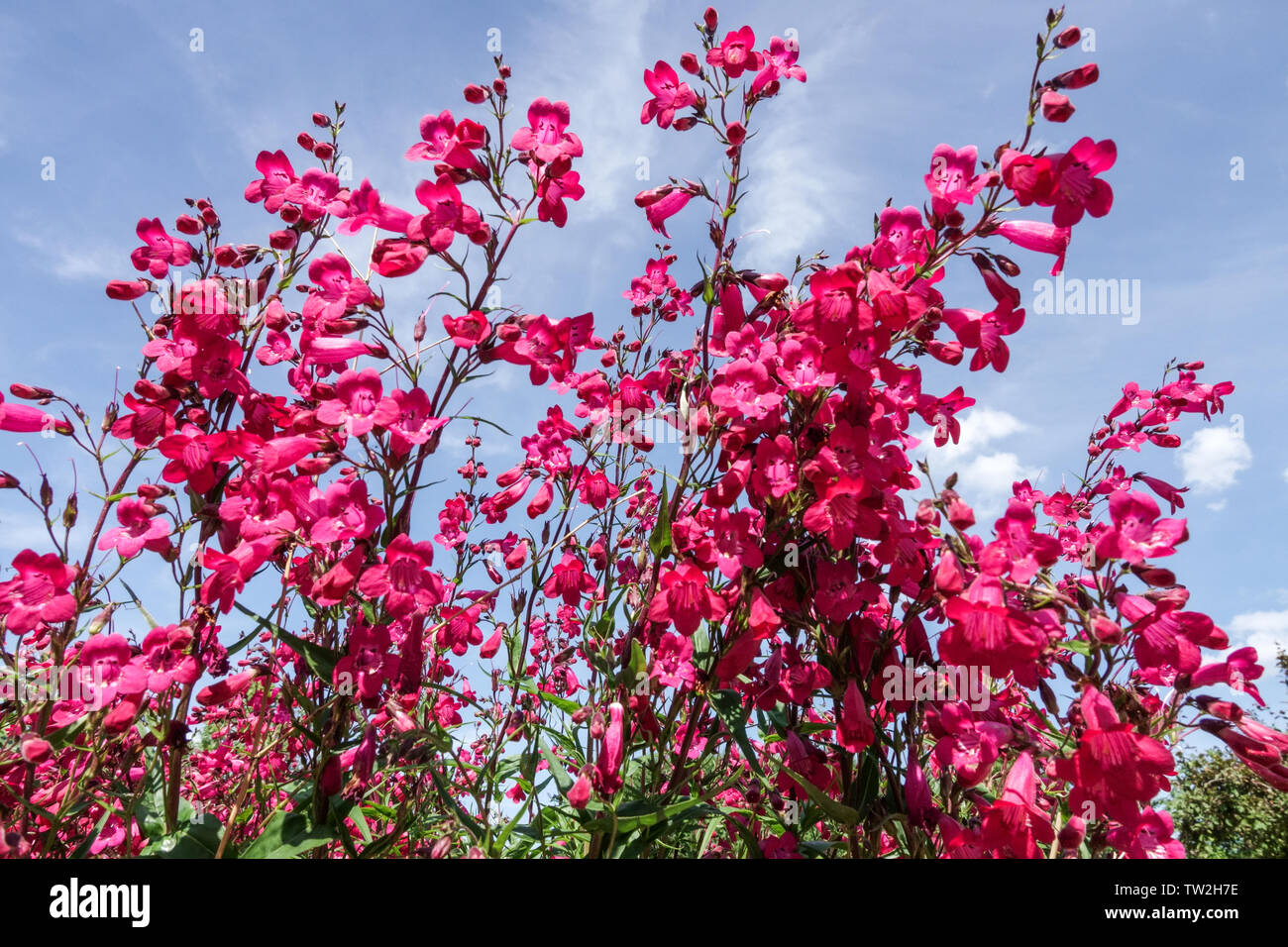 Roter Penstemon Granat Rote Blumen blühende Staudenblüte Penstemon Andenken an Friedrich Hahn Gartenblumen blühendes Rot blühend viele Blumen dekorativ Stockfoto