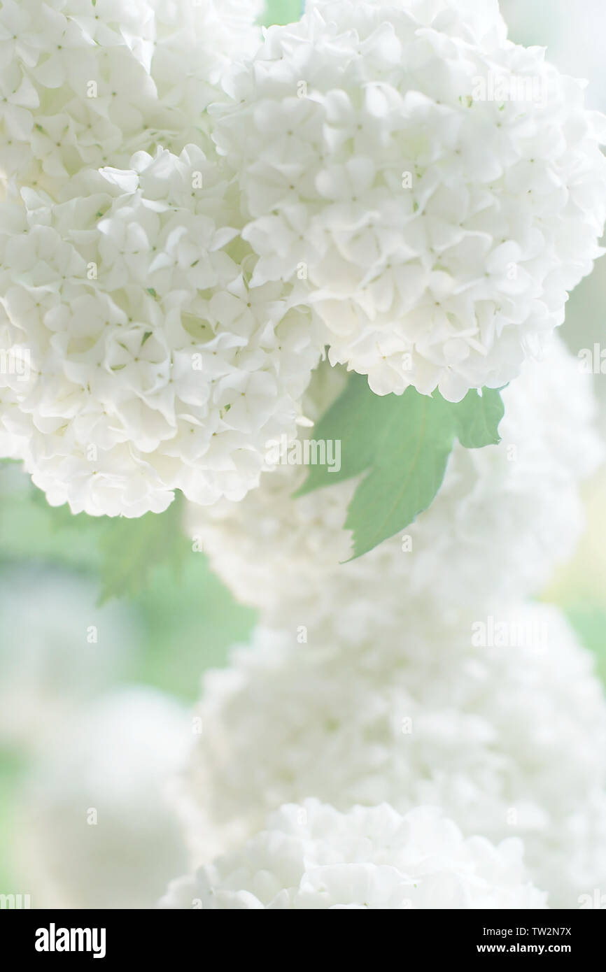 Licht romantischen Hintergrund von weißen Blumen für Invitaion Karte, verschwommenes Soft Focus Stockfoto