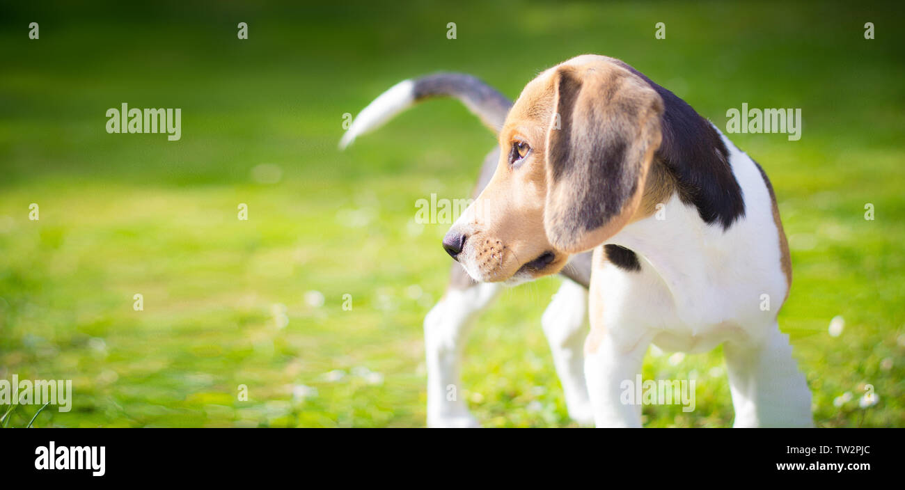 Porträt eines beagle Welpe Hund auf dem Feld Stockfoto