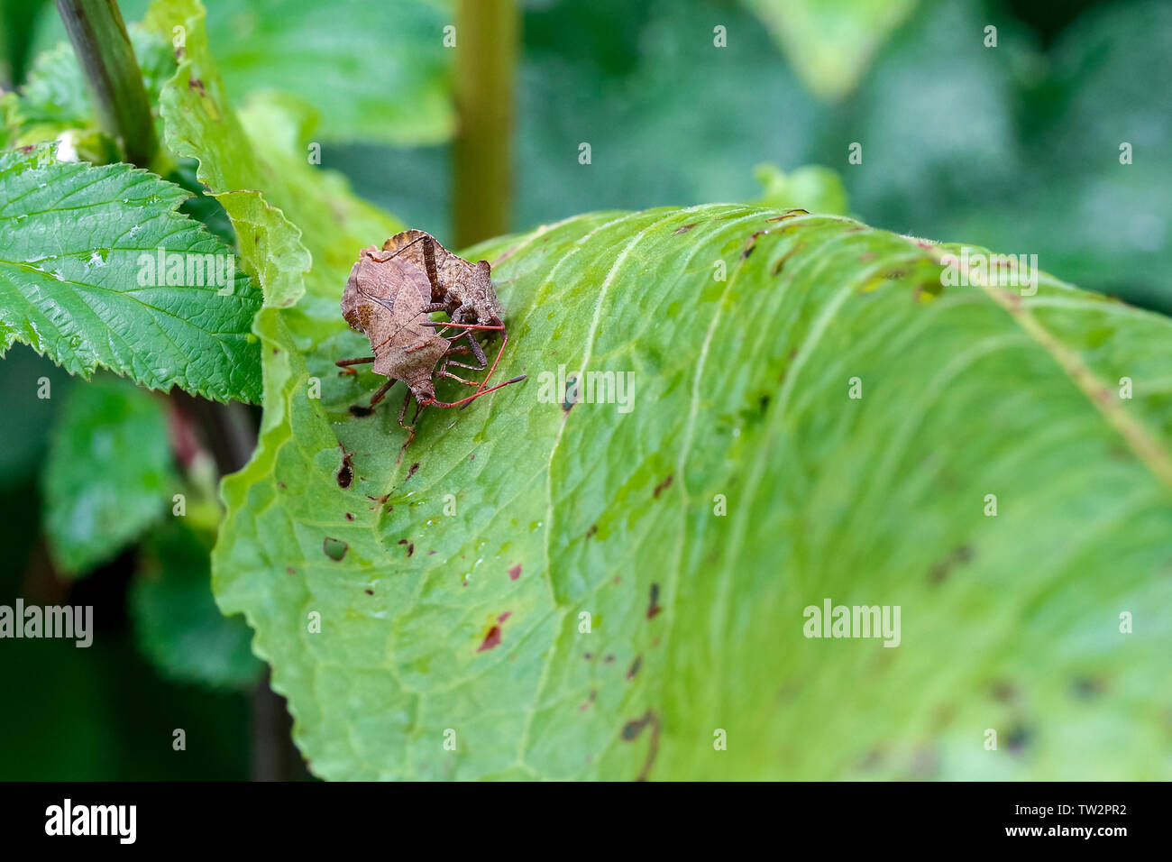 Wald bug shield Form (Pentatoma rufipes) orange roten Beine Rotbraun glänzenden Körper im Woodlands gefunden, Feeds auf Eiche und anderen Laubbäumen. Stockfoto