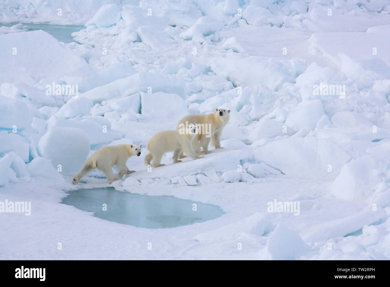 Eisbär Mutter und ihren zwei jungen in der russischen Arktis auf dem Weg zum Nordpol, von nuklearen Eisbrecher yamal fotografiert. Stockfoto