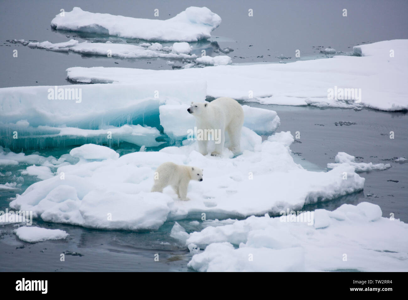 Eisbär Mutter und Jungtier auf dem Weg zum Nordpol. Stockfoto