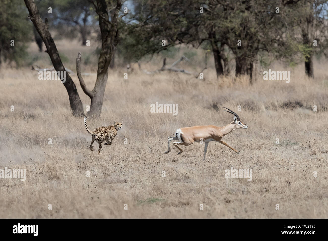Gepard (Acinonyx jubatus) Jagd ein gewährt Gazelle, die Austritt erfassen, Ndutu, Tansania Stockfoto