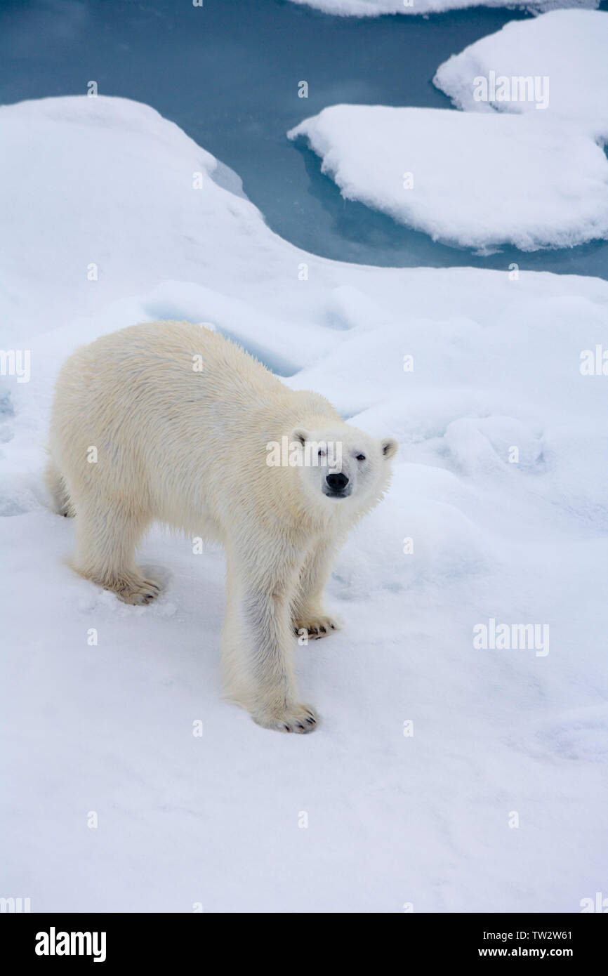 Einsame Eisbär in den Arktischen Ozean im Juli. Fotografiert auf dem Weg zum Nordpol. Stockfoto