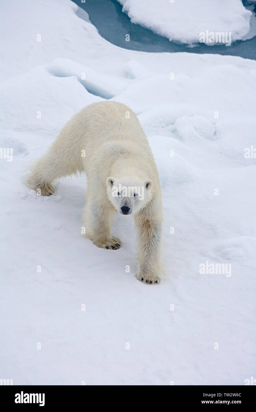 Einsame Eisbär in den Arktischen Ozean im Juli. Fotografiert auf dem Weg zum Nordpol. Stockfoto