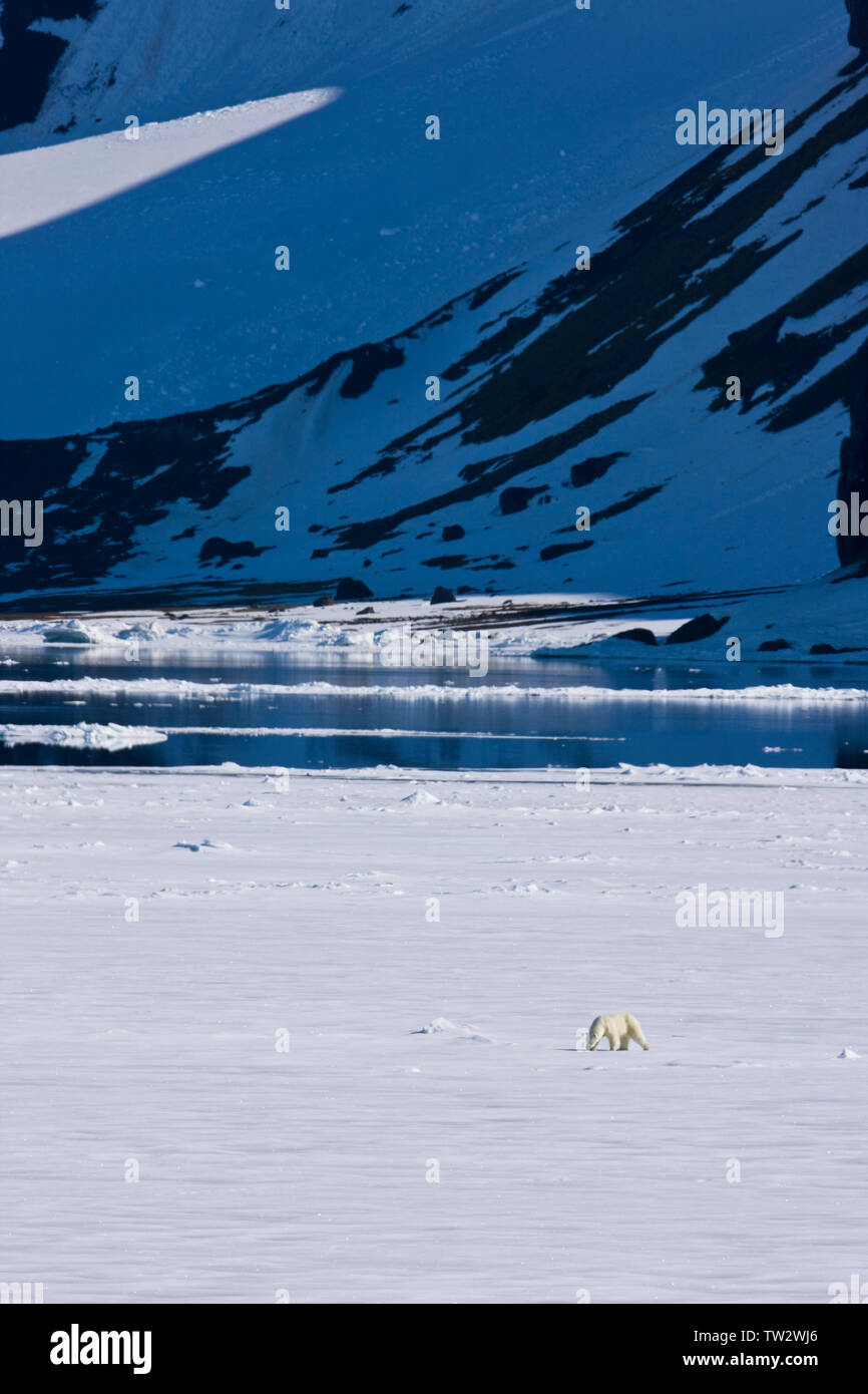 Männliche Eisbären in der russischen Arktis. Stockfoto