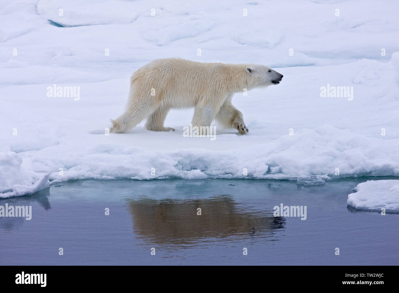 Männliche Eisbären in der russischen Arktis, Wandern entlang der Eiskante, in Wasser Stockfoto