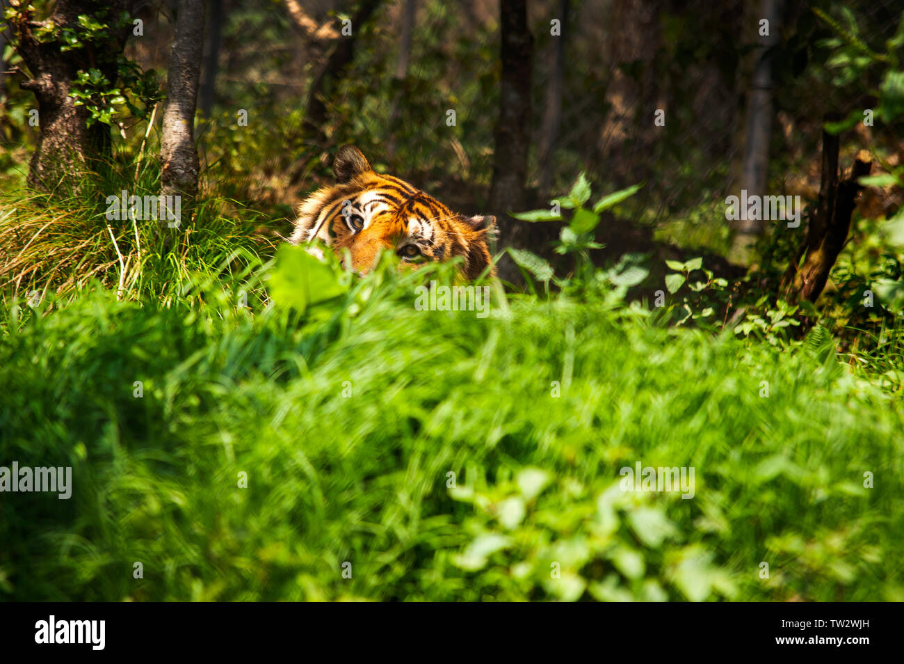 Männliche Tiger in Naini Tal Zoo, Uttarakhand, Indien Stockfoto