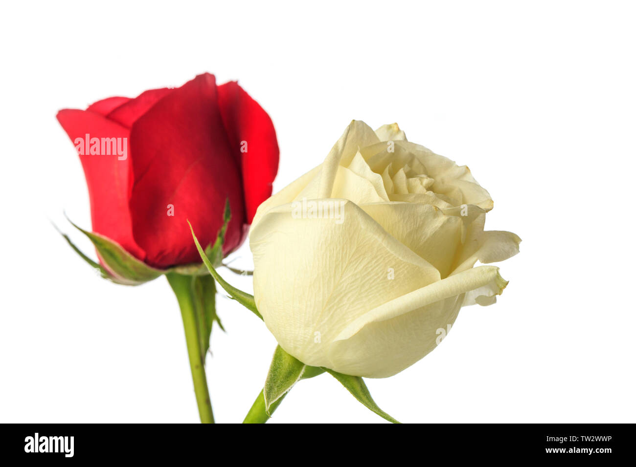 Schönen duftenden Rosen Stockfoto