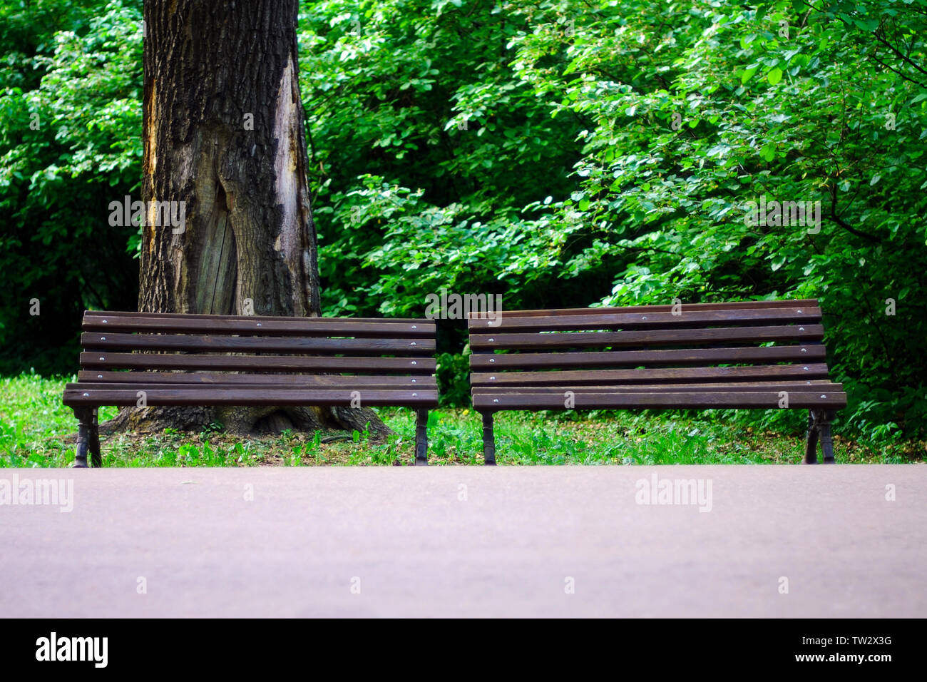 Zwei alte braune Holz- Parkbänke gegen den großen Baumstamm mit hohlen und beschädigte Rinde auf grünem Hintergrund Stockfoto
