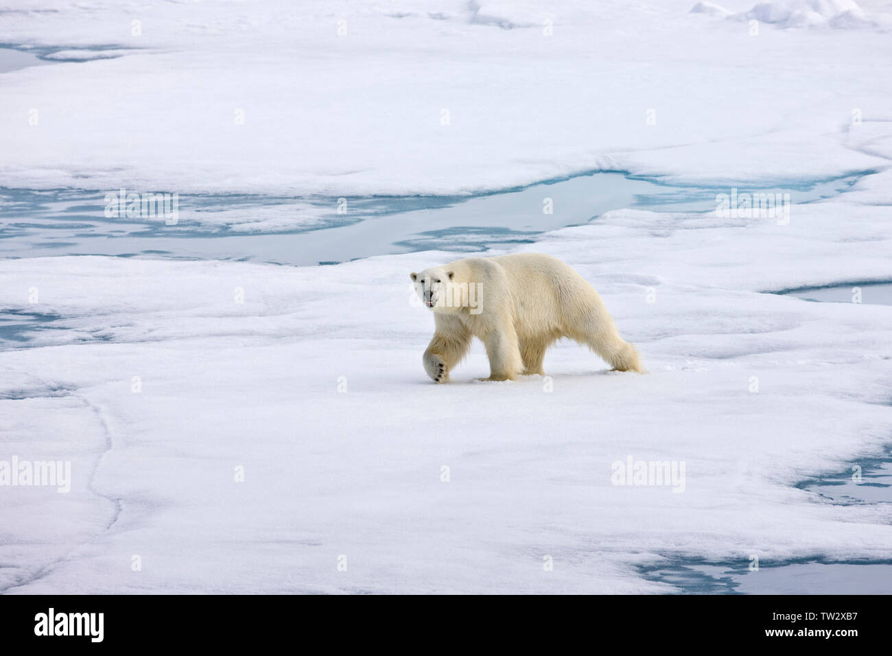 Männliche Eisbären mit Narben, in der russischen Arktis. Stockfoto
