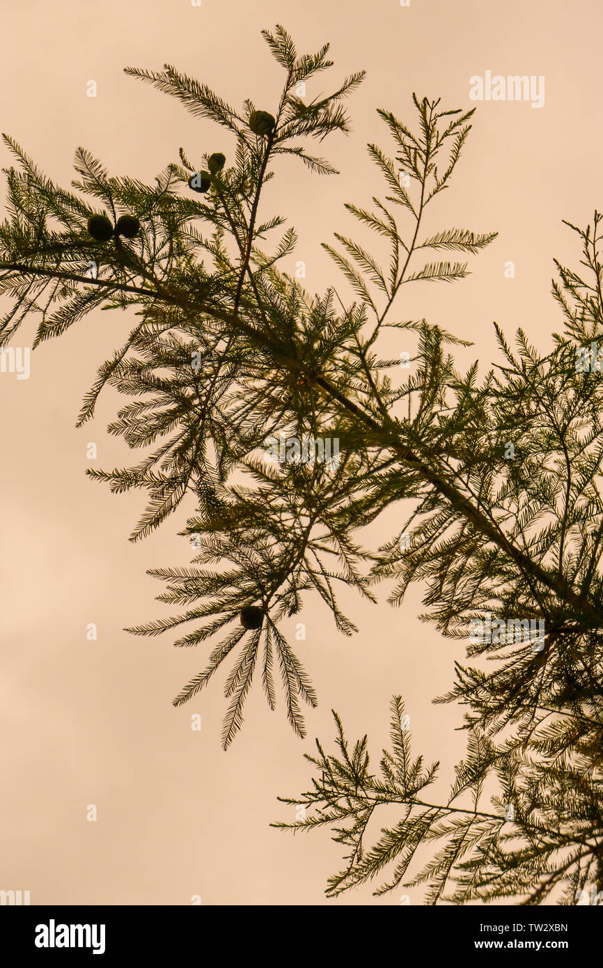 Outdoor silhouetted Pine needle Stammzellen Zweig Laub mit Sky-Textur im Hintergrund. Gelbliche Farbe hinter Pine Tree außerhalb - Abend Nacht Zeit, oder Mo Stockfoto