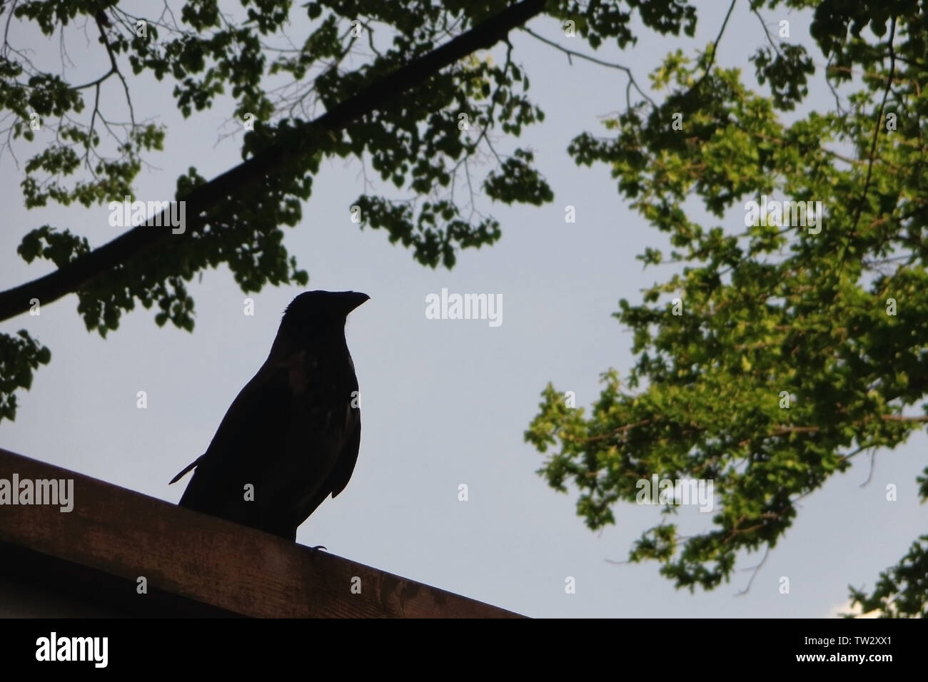 Silhouette einer Krähe saß auf einem Zaun in den Schatten der Bäume Stockfoto