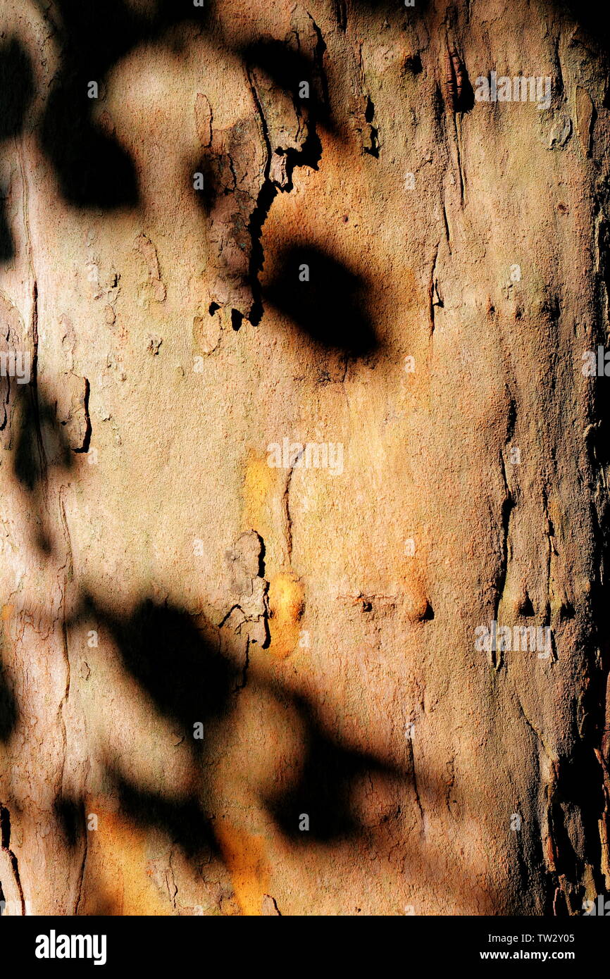 Nahaufnahme von FLOCKIG-bellte Baum mit Schatten der Blätter auf geworfen, dass es Stockfoto