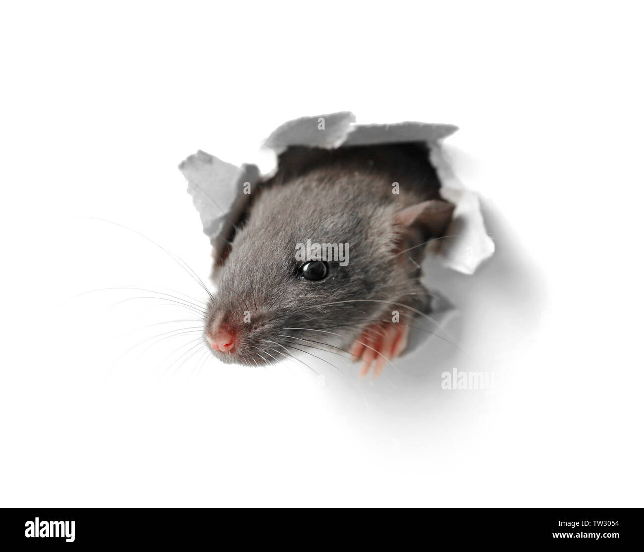 Nette lustige Ratte suchen aus der Öffnung im Weißbuch Stockfoto