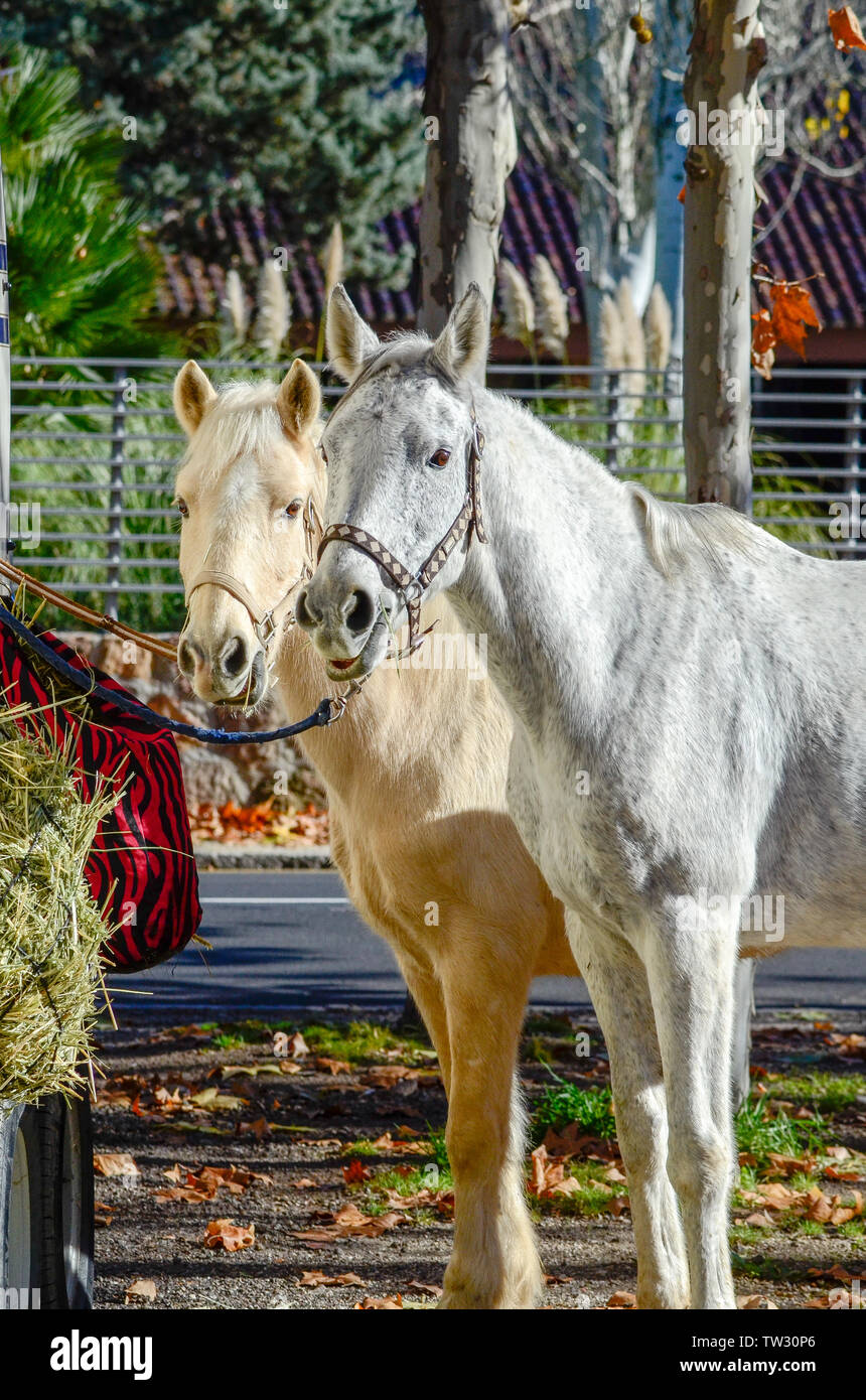Spanische Pferde in einer Pause von Wettbewerb und Essen Stockfoto
