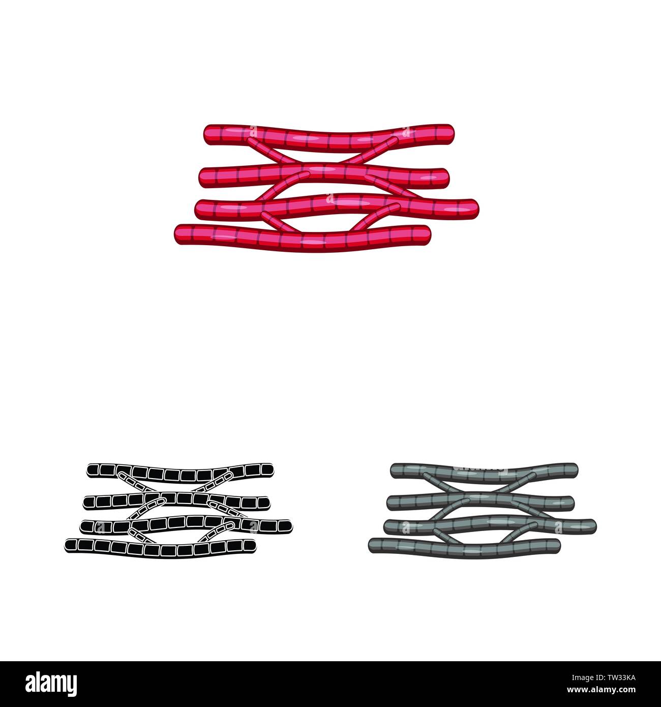 Vector Illustration der Faser und muskulös Symbol. Sammlung von Faser- und Körper vektor Illustration. Stock Vektor