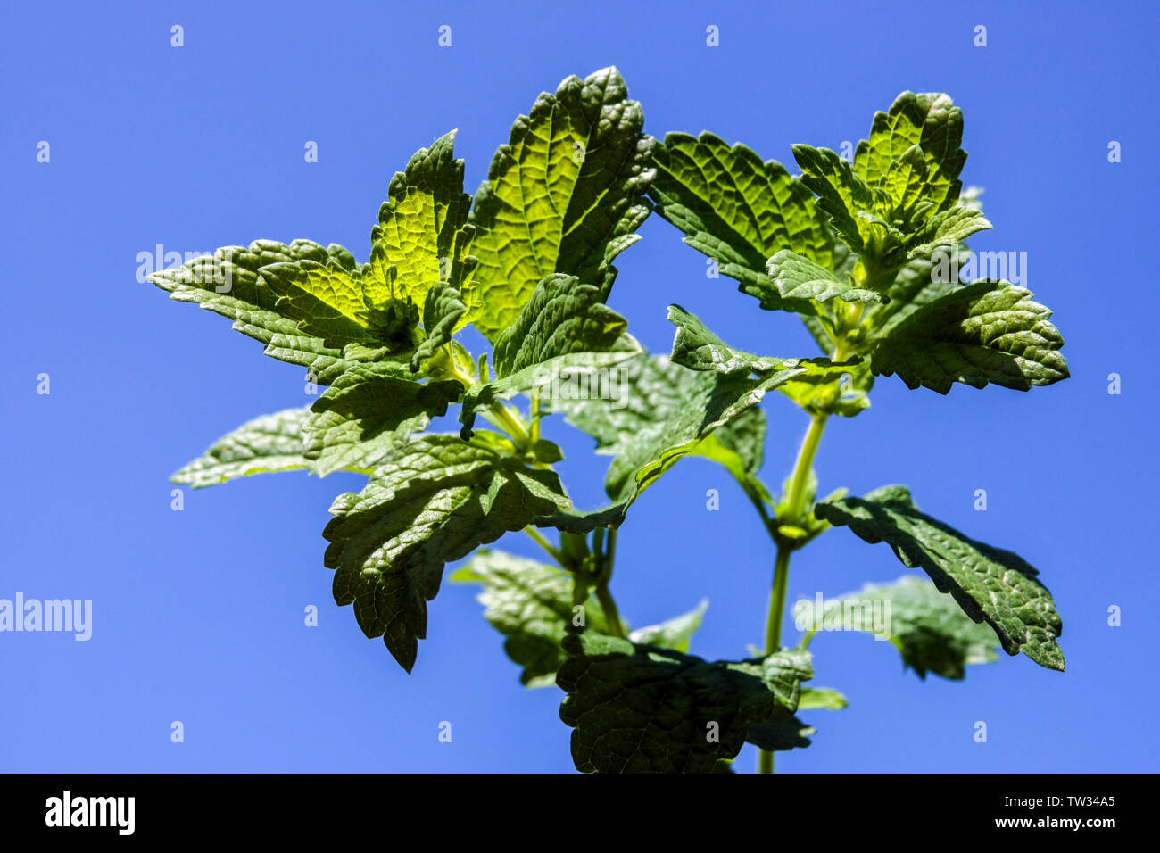 Melissa officinalis, Zitronenmelisse, Minze vor blauem Himmel Stockfoto