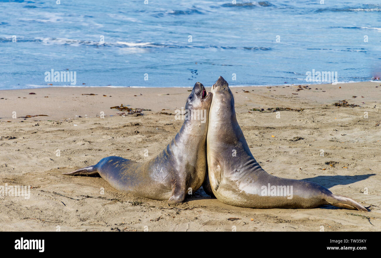 Seeelefanten am Strand in Kalifornien ruhen Stockfoto