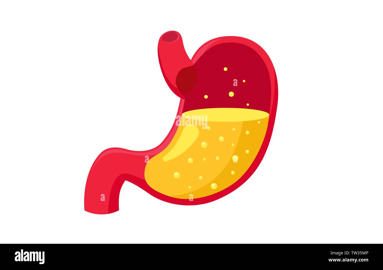 Gesunde menschliche Magen voll von Magensäure Saft abgeschnitten. Vector EPS Flat Style Abbildung Stock Vektor