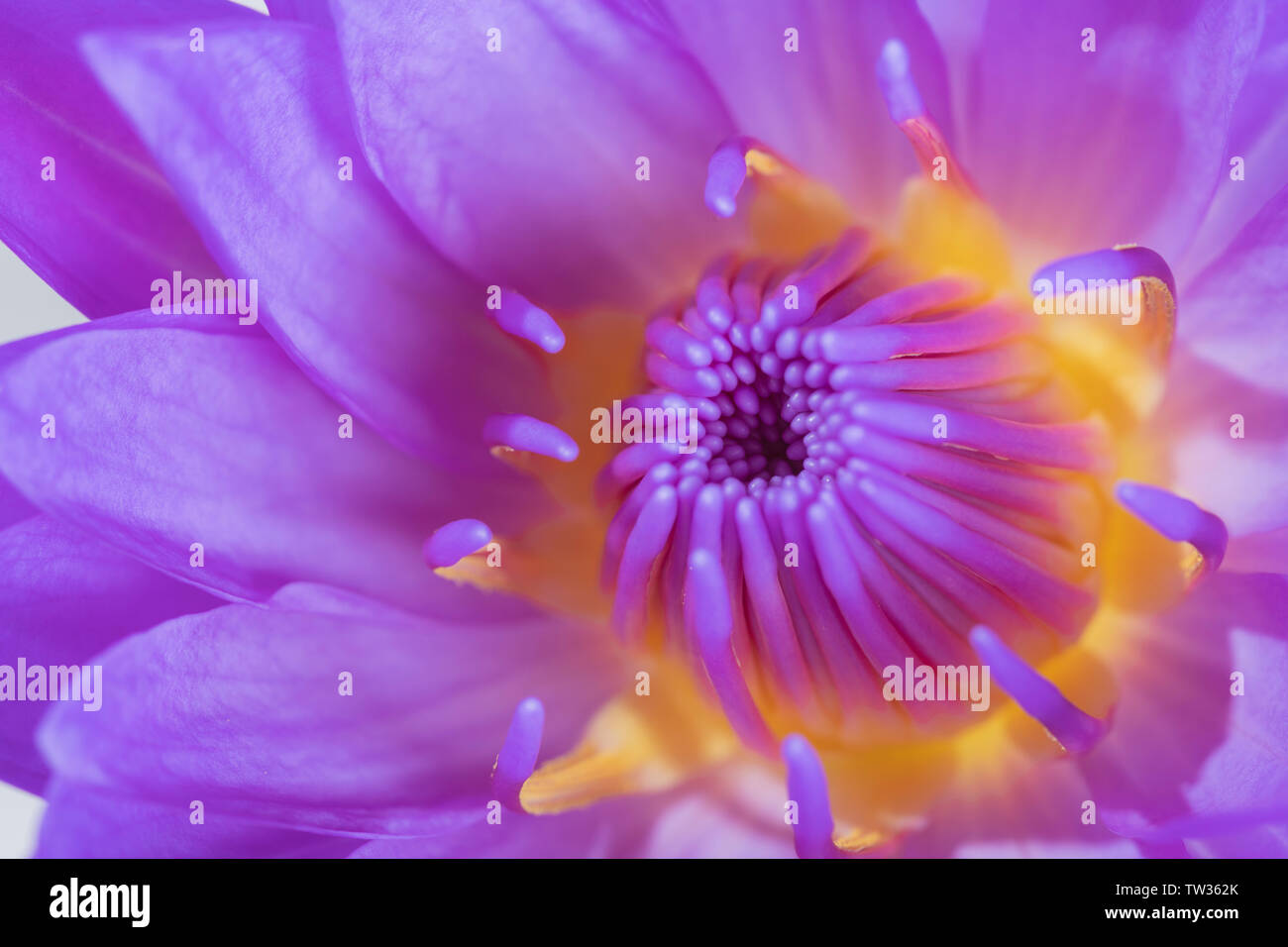 Lilien Stockfoto