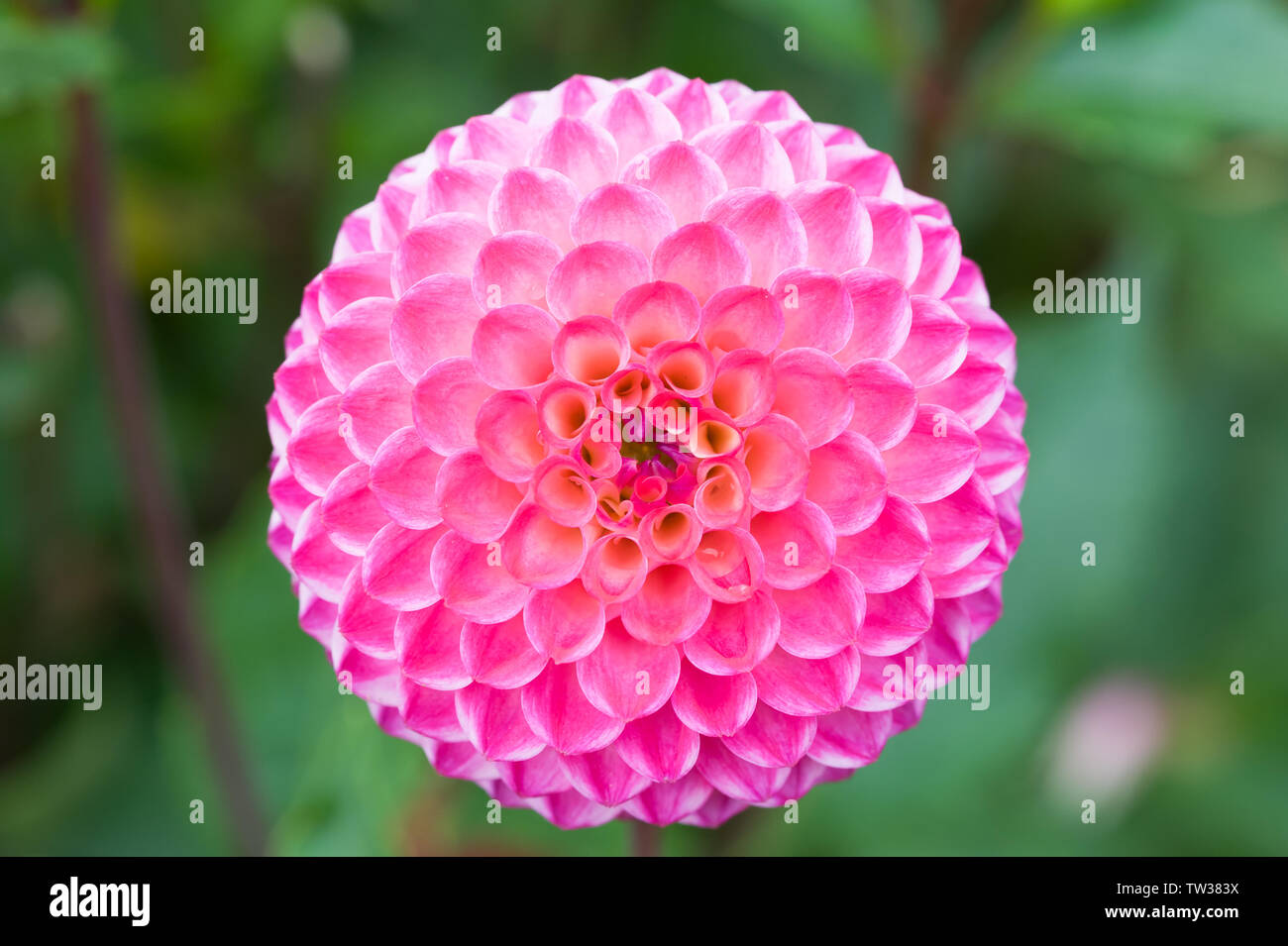 Dahlie Stockfoto
