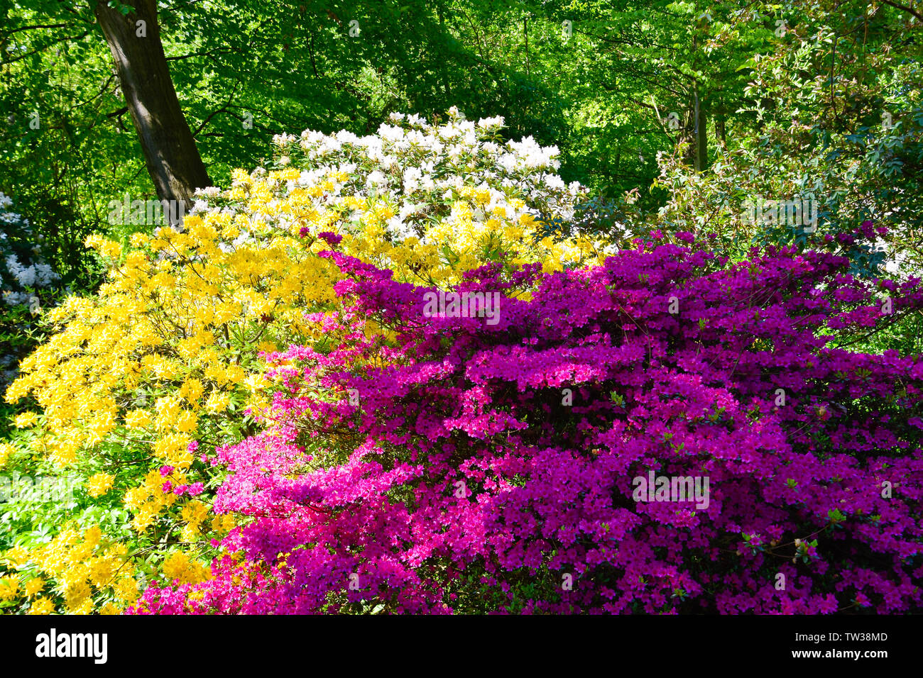 Rhododendron in verschiedenen Farben und unterschiedlichen Sorten  Stockfotografie - Alamy