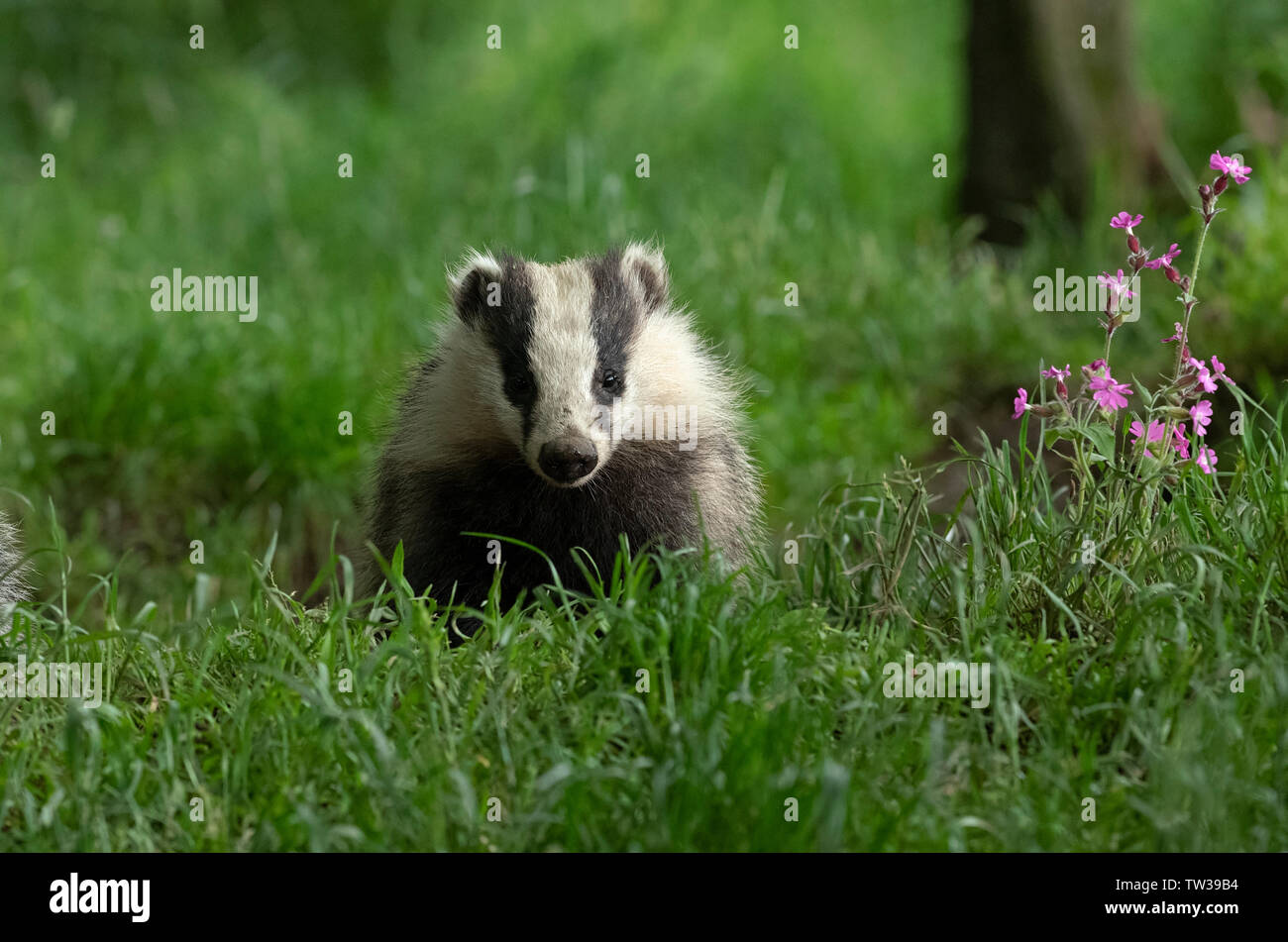 Badger-Meles meles. Stockfoto