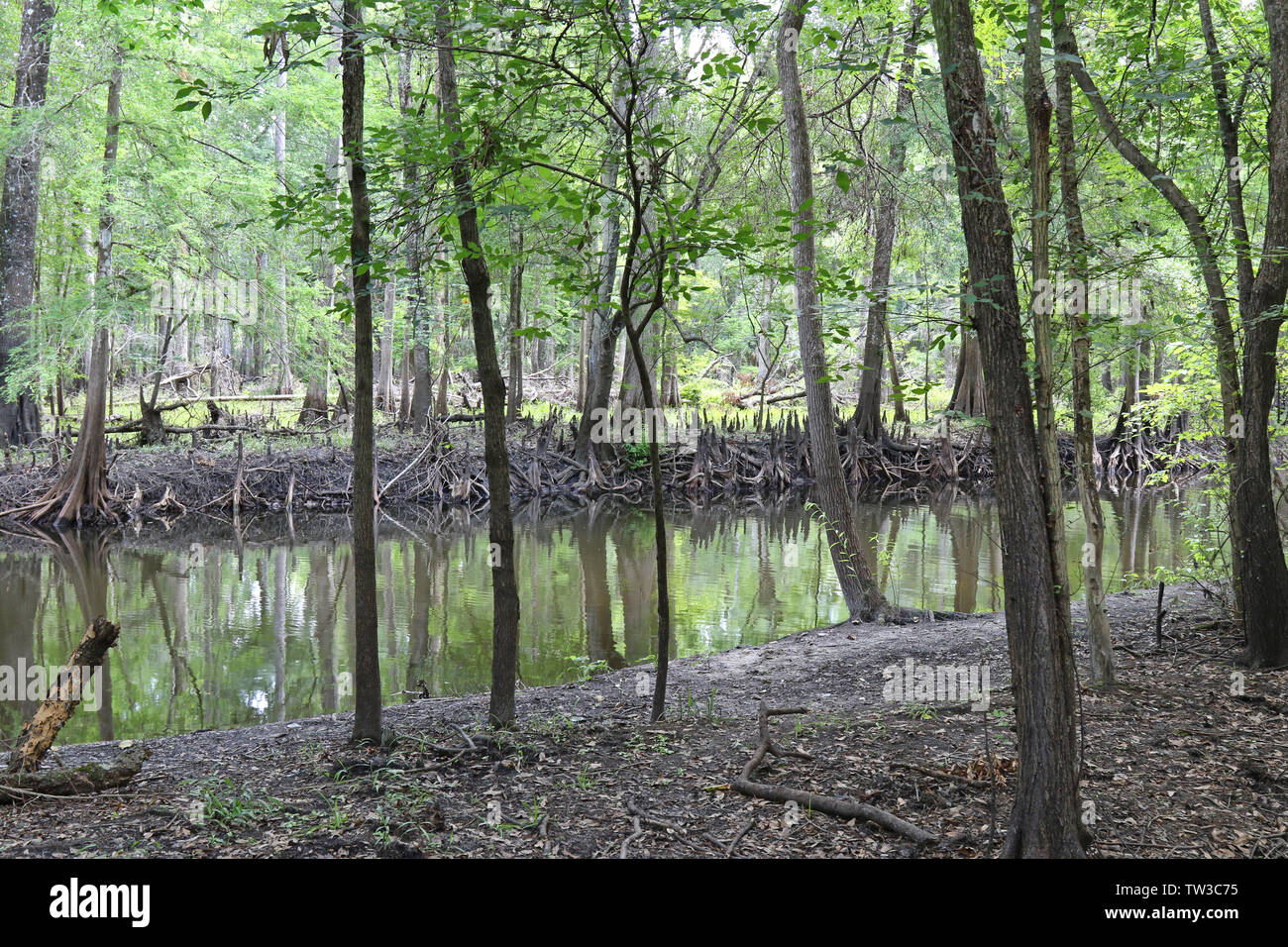 Hillsborough River, untere Hillsborough Wilderness Preserve Florida. Stockfoto