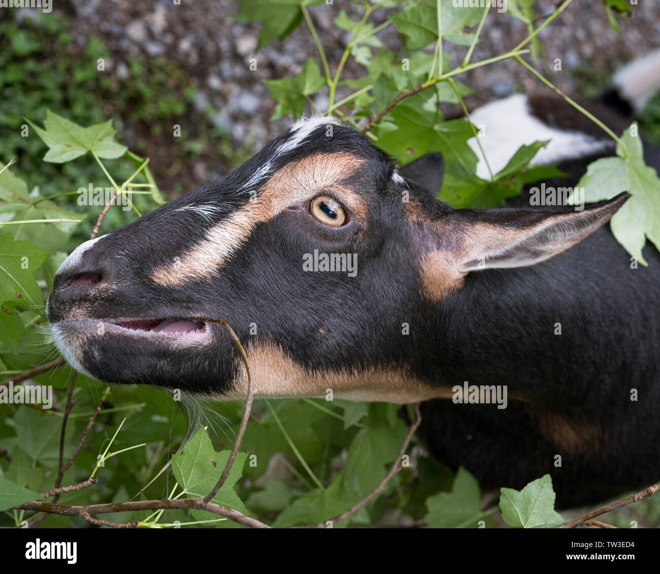 Nigerianische Zwerg Ziege essen Blätter Ahorn Baum. Ein Hobby Farm Haustier Ziege. Stockfoto