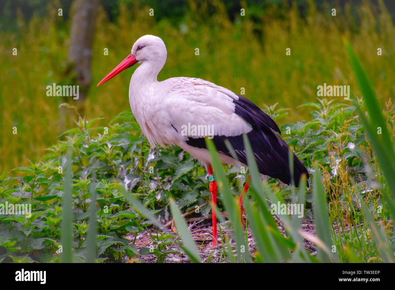 Storch Baby Stockfotos Und Bilder Kaufen Alamy