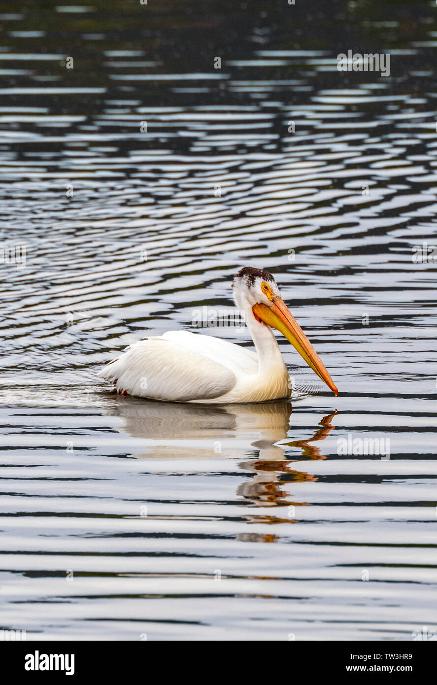 American White Pelican schwimmen in Sand Lake State Wildlife Bereich; Salida, Colorado, USA Stockfoto