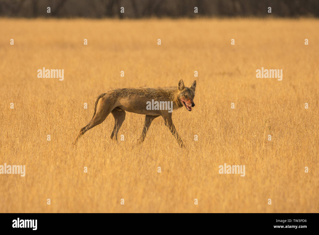 Indische Wolf (Canis lupus pallipes) an Velavadar Nationalpark, Gujarat, Indien. Stockfoto