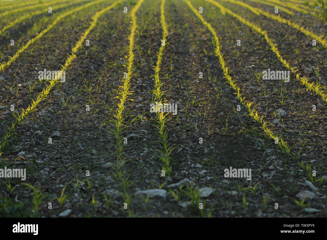 Landwirtschaft Stockfoto